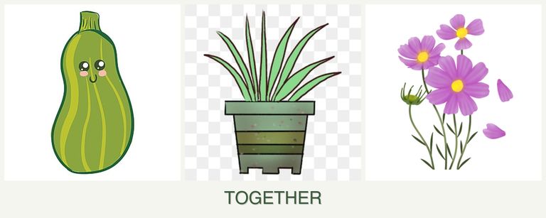 Can you plant zucchini, lemongrass and cosmos together?