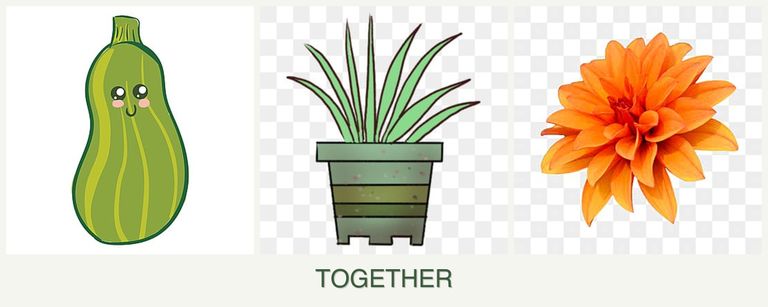 Can you plant zucchini, lemongrass and dahlias together?