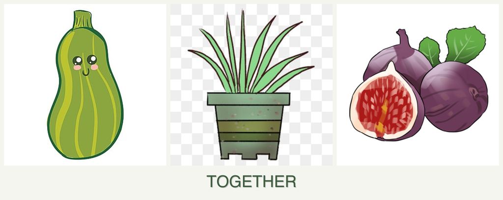 Can you plant zucchini, lemongrass and figs together?