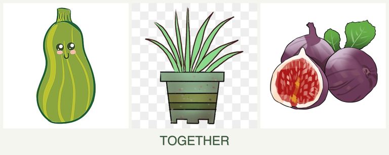 Can you plant zucchini, lemongrass and figs together?