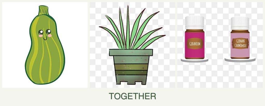 Can you plant zucchini, lemongrass and geraniums together?