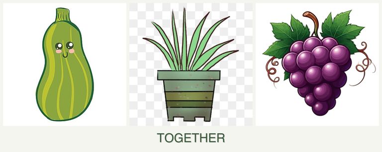Can you plant zucchini, lemongrass and grapes together?
