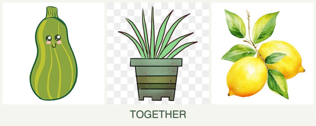 Can you plant zucchini, lemongrass and lemons together?
