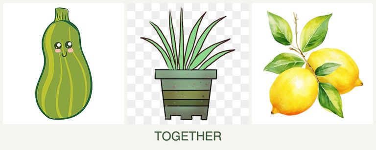 Can you plant zucchini, lemongrass and lemons together?