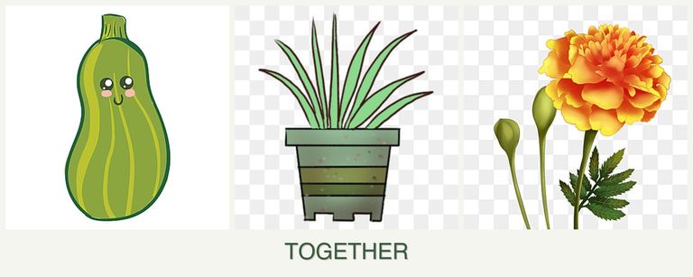 Can you plant zucchini, lemongrass and marigolds together?