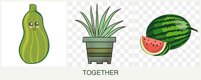 Can you plant zucchini, lemongrass and melons together?