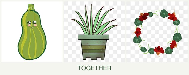 Can you plant zucchini, lemongrass and nasturtiums together?