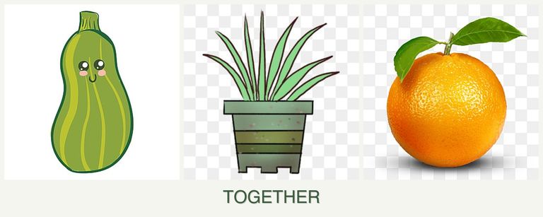 Can you plant zucchini, lemongrass and oranges together?