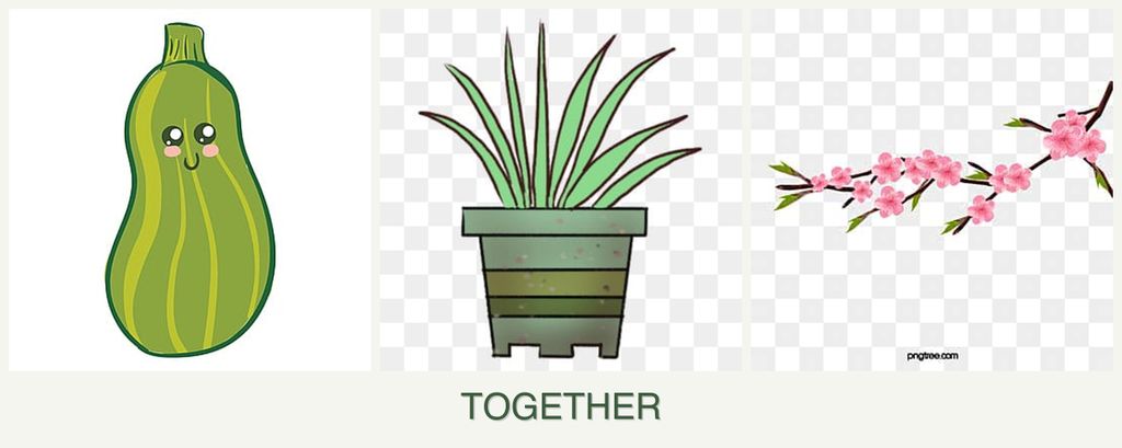 Can you plant zucchini, lemongrass and peaches together?