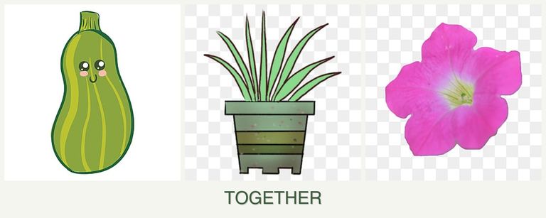 Can you plant zucchini, lemongrass and petunias together?