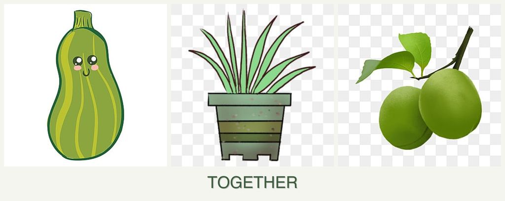 Can you plant zucchini, lemongrass and plums together?