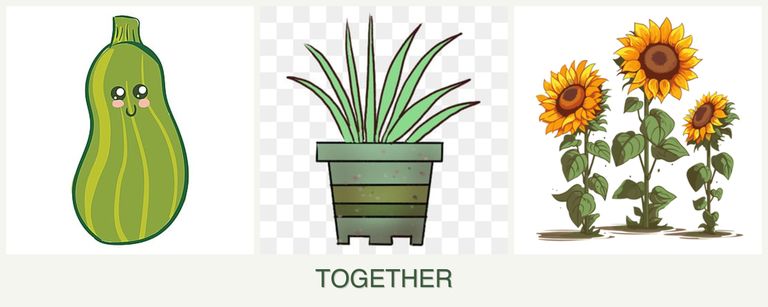 Can you plant zucchini, lemongrass and sunflowers together?