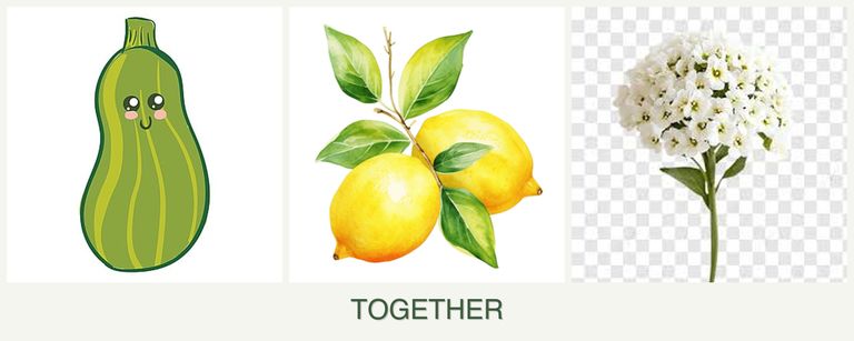 Can you plant zucchini, lemons and alyssum together?