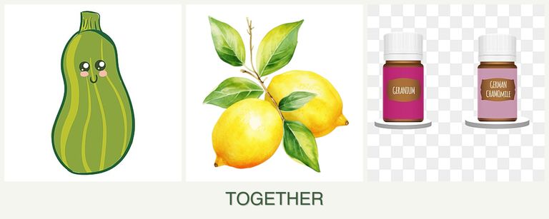 Can you plant zucchini, lemons and geraniums together?