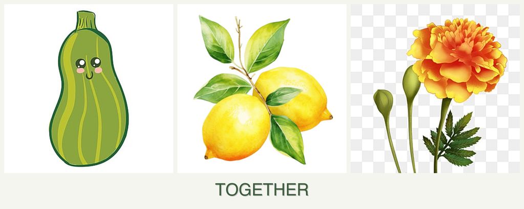 Can you plant zucchini, lemons and marigolds together?