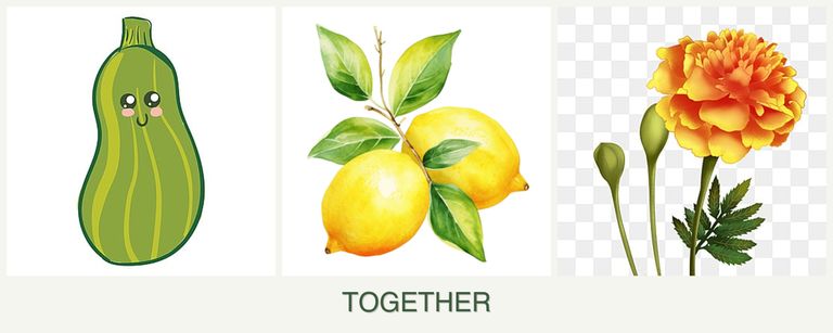 Can you plant zucchini, lemons and marigolds together?