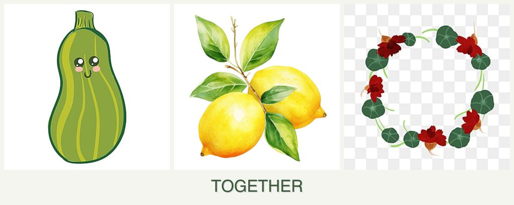 Can you plant zucchini, lemons and nasturtiums together?