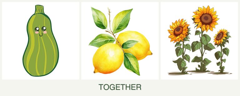 Can you plant zucchini, lemons and sunflowers together?
