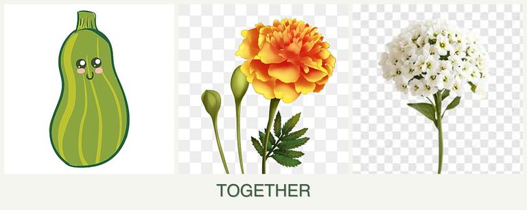 Can you plant zucchini, marigolds and alyssum together?