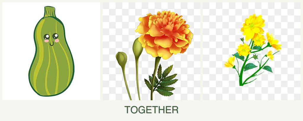 Can you plant zucchini, marigolds and calendula together?