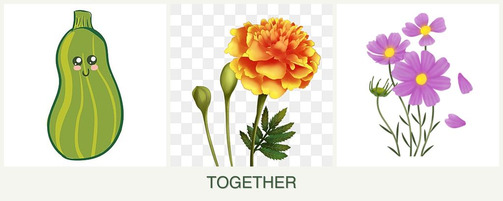 Can you plant zucchini, marigolds and cosmos together?