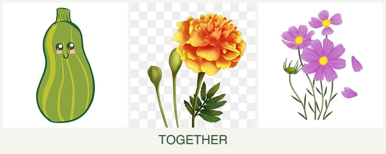 Can you plant zucchini, marigolds and cosmos together?