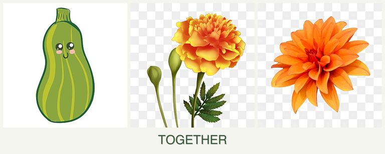 Can you plant zucchini, marigolds and dahlias together?