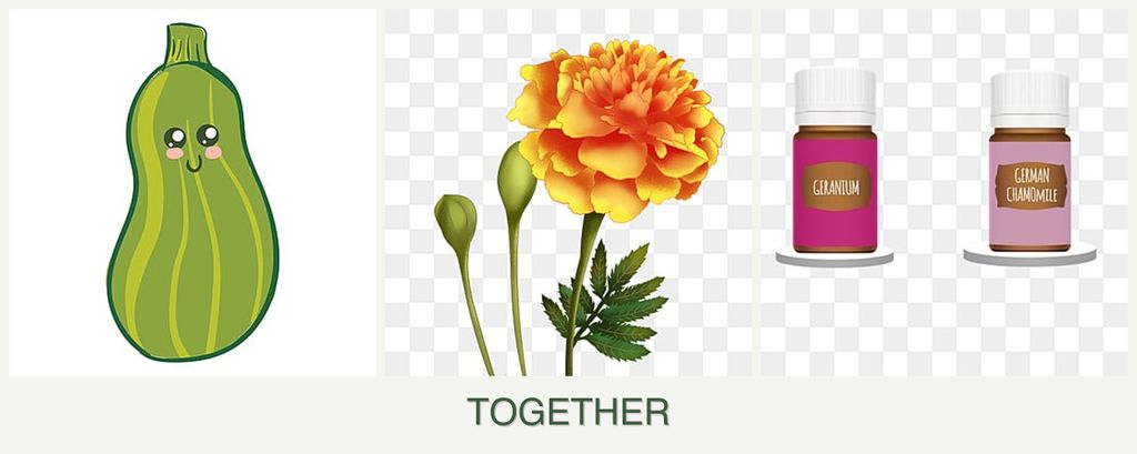 Can you plant zucchini, marigolds and geraniums together?