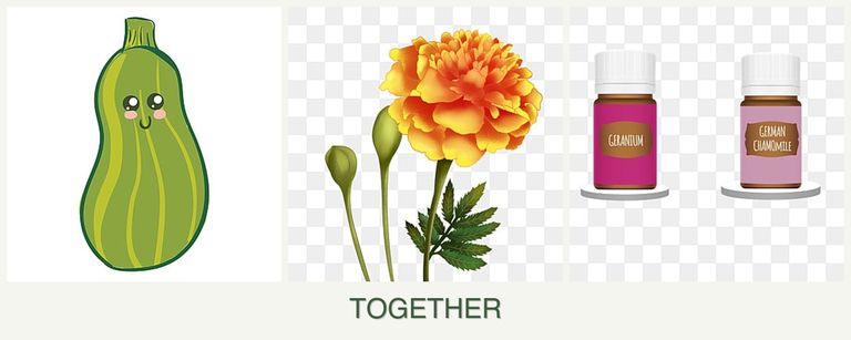 Can you plant zucchini, marigolds and geraniums together?