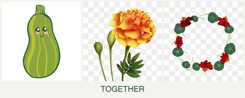 Can you plant zucchini, marigolds and nasturtiums together?