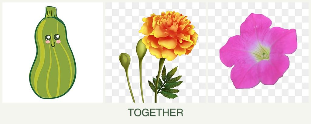 Can you plant zucchini, marigolds and petunias together?