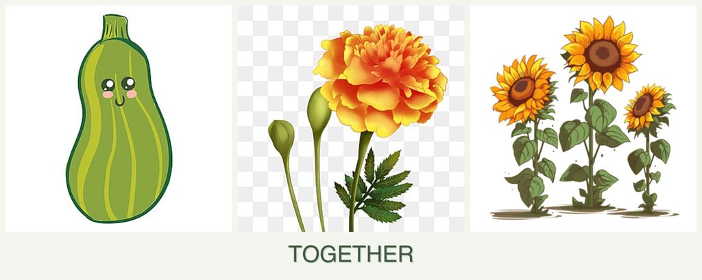 Can you plant zucchini, marigolds and sunflowers together?