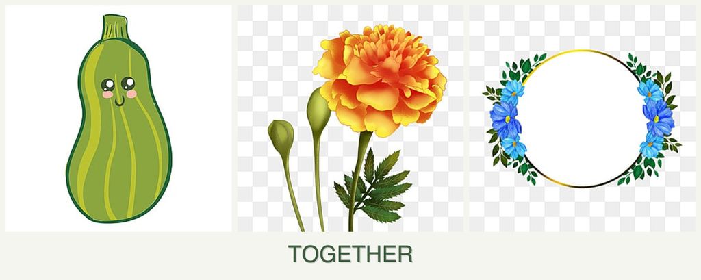 Can you plant zucchini, marigolds and zinnias together?
