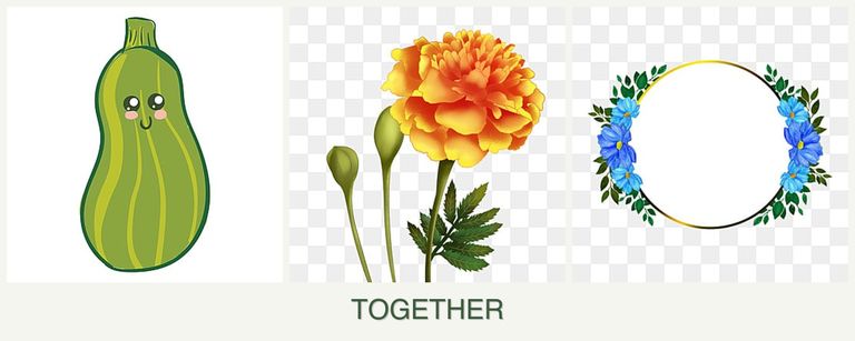 Can you plant zucchini, marigolds and zinnias together?