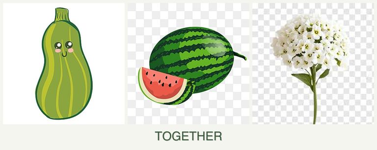 Can you plant zucchini, melons and alyssum together?