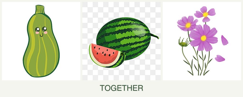 Can you plant zucchini, melons and cosmos together?