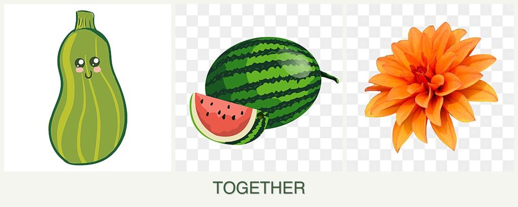 Can you plant zucchini, melons and dahlias together?