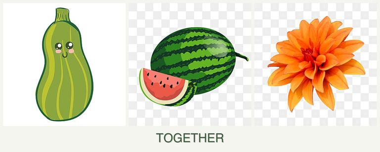 Can you plant zucchini, melons and dahlias together?