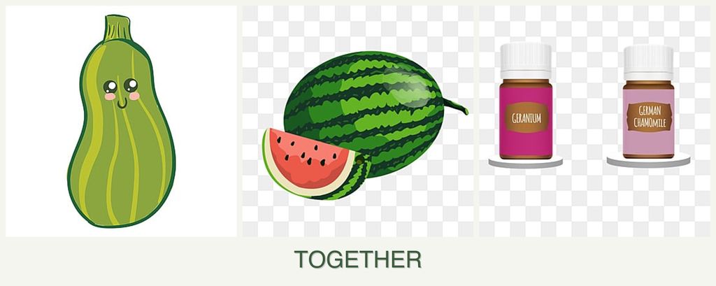 Can you plant zucchini, melons and geraniums together?