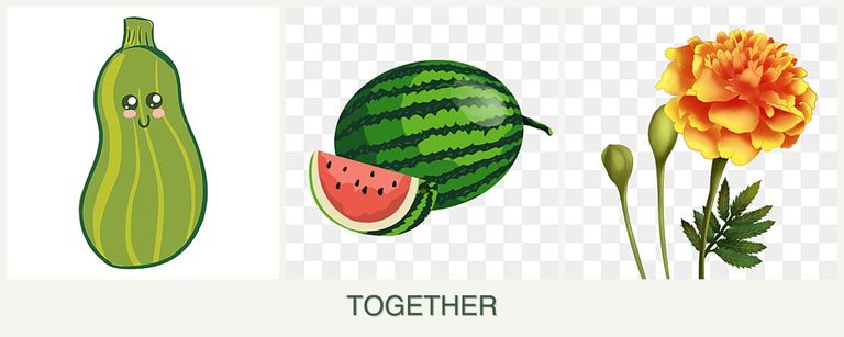 Can you plant zucchini, melons and marigolds together?