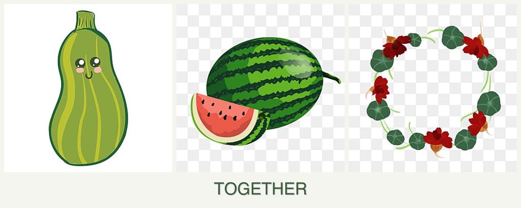 Can you plant zucchini, melons and nasturtiums together?