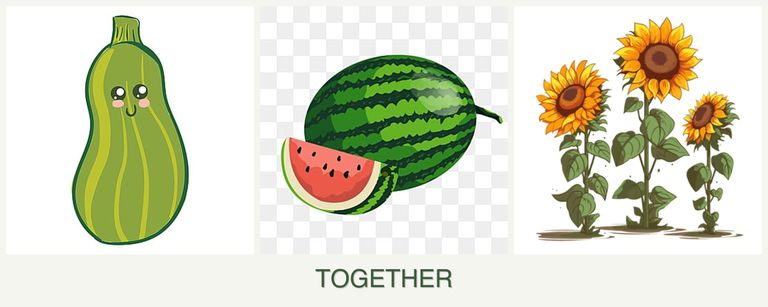 Can you plant zucchini, melons and sunflowers together?