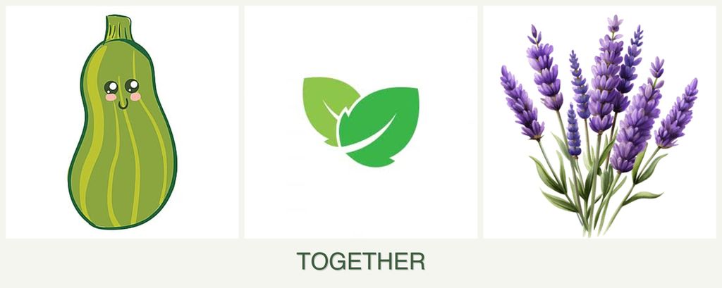 Can you plant zucchini, mint and lavender together?