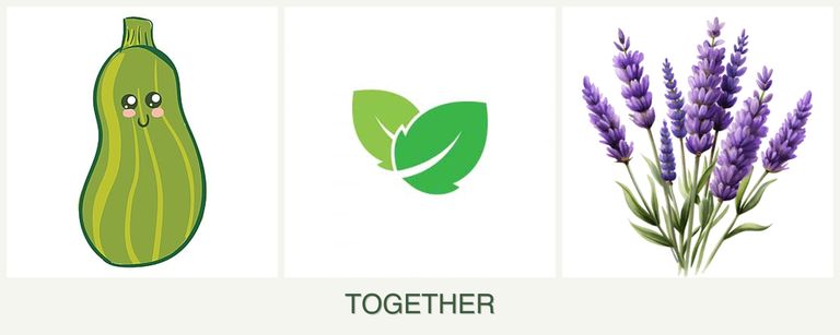 Can you plant zucchini, mint and lavender together?