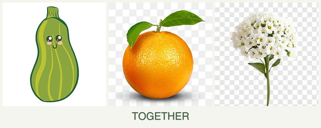Can you plant zucchini, oranges and alyssum together?