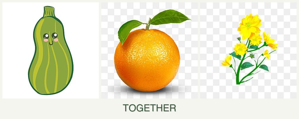 Can you plant zucchini, oranges and calendula together?