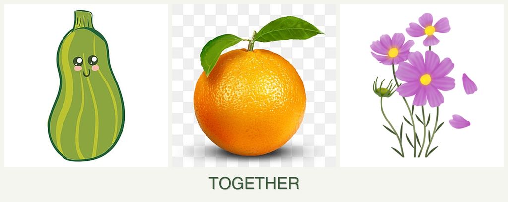 Can you plant zucchini, oranges and cosmos together?