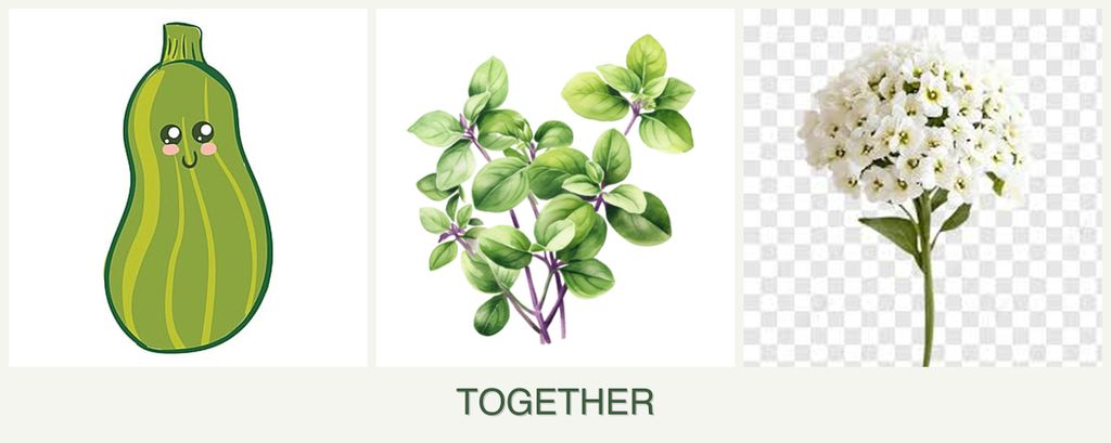 Can you plant zucchini, oregano and alyssum together?