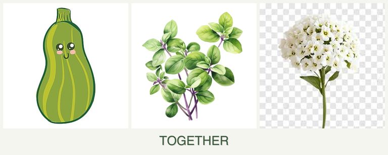 Can you plant zucchini, oregano and alyssum together?
