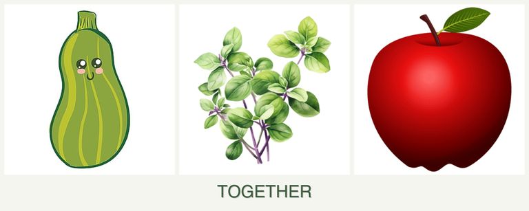 Can you plant zucchini, oregano and apples together?